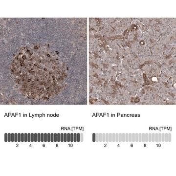 Anti-APAF1 antibody produced in rabbit Prestige Antibodies&#174; Powered by Atlas Antibodies, affinity isolated antibody, buffered aqueous glycerol solution