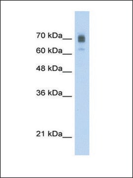 Anti-KIF22 antibody produced in rabbit IgG fraction of antiserum