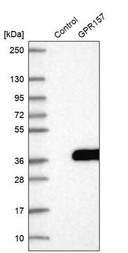 Anti-GPR157 antibody produced in rabbit Prestige Antibodies&#174; Powered by Atlas Antibodies, affinity isolated antibody, buffered aqueous glycerol solution