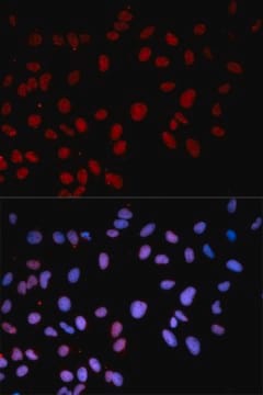 Anti-Phospho-p38 MAPK-T180 antibody produced in rabbit