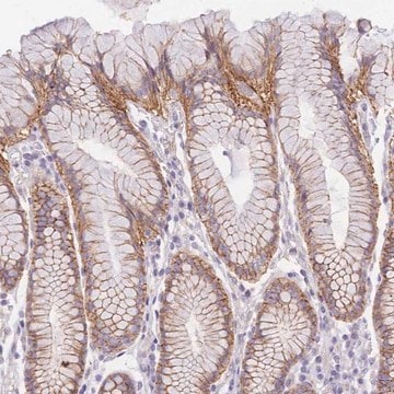 Anti-SRSF12 antibody produced in rabbit Prestige Antibodies&#174; Powered by Atlas Antibodies, affinity isolated antibody, buffered aqueous glycerol solution