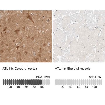 Anti-ATL1 antibody produced in rabbit Prestige Antibodies&#174; Powered by Atlas Antibodies, affinity isolated antibody, buffered aqueous glycerol solution