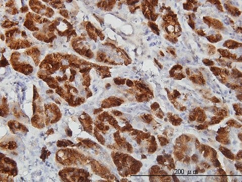 Monoclonal Anti-CTH antibody produced in mouse clone S51, purified immunoglobulin, buffered aqueous solution