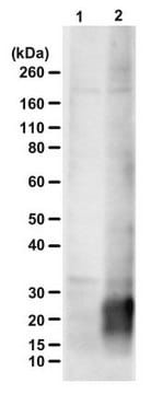 Anti-poly-(LPAC) serum, from rabbit