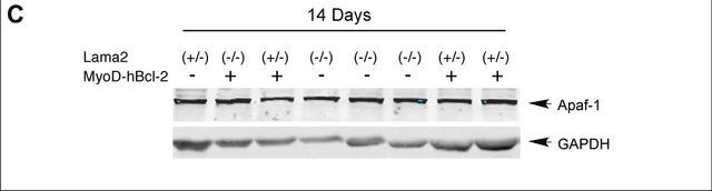 Anti-Apaf-1 Antibody, NT Chemicon&#174;, from rabbit