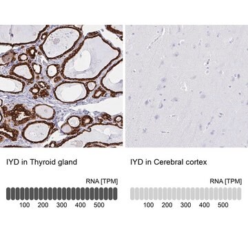 Anti-IYD antibody produced in rabbit Prestige Antibodies&#174; Powered by Atlas Antibodies, affinity isolated antibody, buffered aqueous glycerol solution