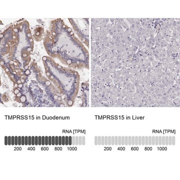 Anti-TMPRSS15 Prestige Antibodies&#174; Powered by Atlas Antibodies, affinity isolated antibody