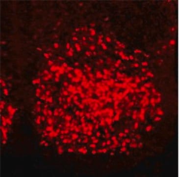 Anti-HOXC6 (C-terminal) antibody produced in rabbit affinity isolated antibody