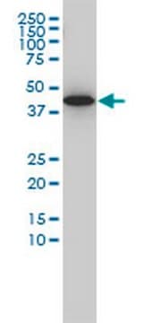 Anti-GNA13 Mouse mAb (6F6-B5) liquid, clone 6F6-B5, Calbiochem&#174;