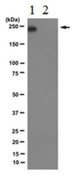 Anti-RNA polymerase II subunit B1 (phospho-CTD Ser-7) Antibody, clone 4E12 culture supernatant, clone 4E12, from rat