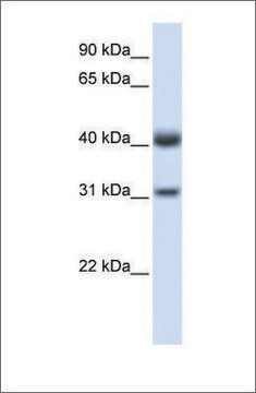 Anti-PDSS2 antibody produced in rabbit affinity isolated antibody