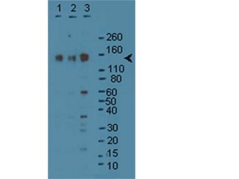 Anti-SynGAP Antibody Upstate&#174;, from rabbit