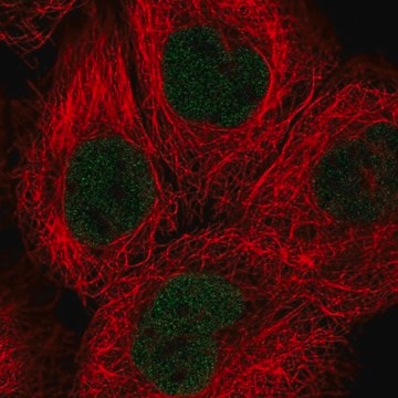 Anti-SOX13 antibody produced in rabbit Prestige Antibodies&#174; Powered by Atlas Antibodies, affinity isolated antibody