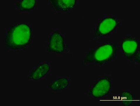 Monoclonal Anti-HOXD3 antibody produced in mouse clone 1B12, purified immunoglobulin, buffered aqueous solution