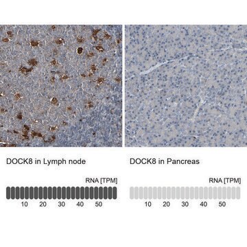 Anti-DOCK8 antibody produced in rabbit Prestige Antibodies&#174; Powered by Atlas Antibodies, affinity isolated antibody, buffered aqueous glycerol solution