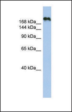 Anti-CNTNAP4, (N-terminal) antibody produced in rabbit affinity isolated antibody