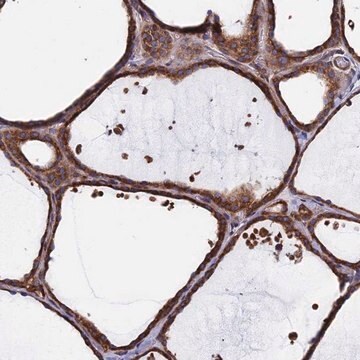 Anti-DNAJC3 antibody produced in rabbit Prestige Antibodies&#174; Powered by Atlas Antibodies, affinity isolated antibody, buffered aqueous glycerol solution