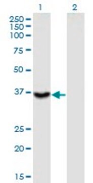 Monoclonal Anti-ITGB1BP2 antibody produced in mouse clone 3G9, purified immunoglobulin, buffered aqueous solution