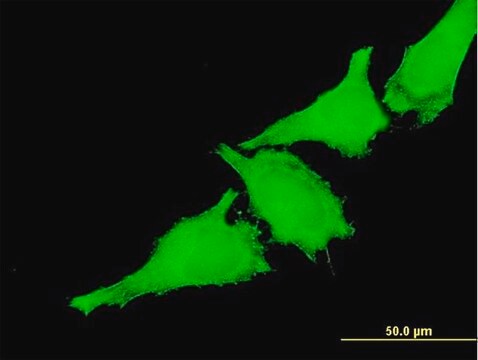 Monoclonal Anti-TAOK3 antibody produced in mouse clone 2B8, purified immunoglobulin, buffered aqueous solution