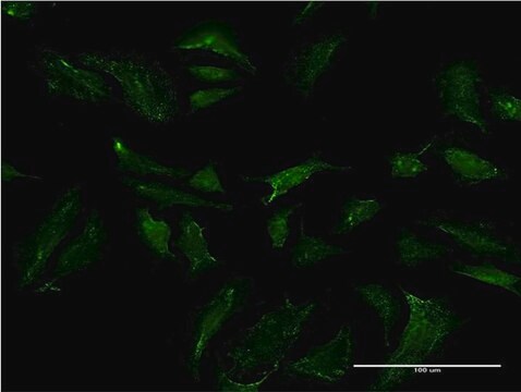 Monoclonal Anti-ABCB9 antibody produced in mouse clone 4F4, purified immunoglobulin, buffered aqueous solution