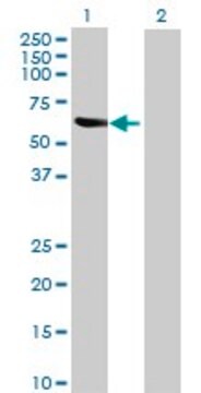 Anti-MDH1B antibody produced in mouse purified immunoglobulin, buffered aqueous solution