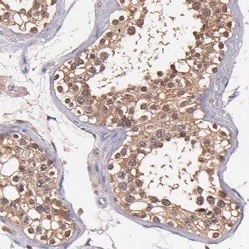 Anti-TTLL12 antibody produced in rabbit Prestige Antibodies&#174; Powered by Atlas Antibodies, affinity isolated antibody, buffered aqueous glycerol solution