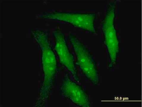 Monoclonal Anti-DYRK2 antibody produced in mouse clone 6E2, purified immunoglobulin, buffered aqueous solution