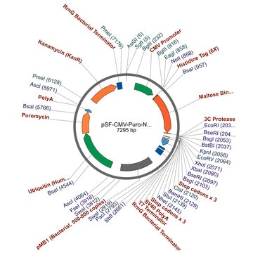 PSF-CMV-PURO-NH2-6HIS-MBP-3C - N-TERMINAL 6 HIS AND MBP DUAL TAG MAMMALIAN PLASMID plasmid vector for molecular cloning