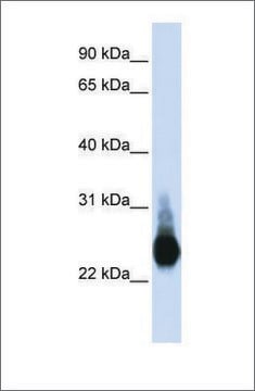 Anti-CLDN5 antibody produced in rabbit affinity isolated antibody