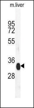 Anti-ART4 (N-term) antibody produced in rabbit IgG fraction of antiserum, buffered aqueous solution