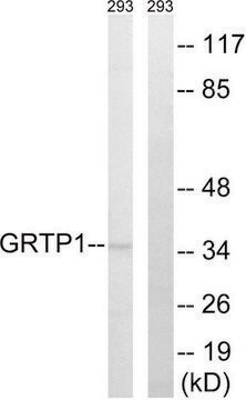 Anti-GRTP1 antibody produced in rabbit affinity isolated antibody