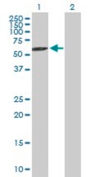 Anti-RABGEF1 antibody produced in mouse purified immunoglobulin, buffered aqueous solution