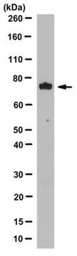 Anti-RIP1/RIPK1 Antibody, clone 3C6.1 clone 3C6.1, from mouse