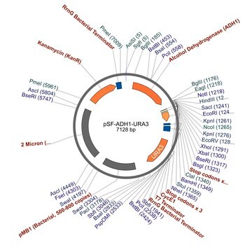 PSF-ADH1-URA3 - MEDIUM STRENGTH YEAST PROMOTER PLASMID plasmid vector for molecular cloning