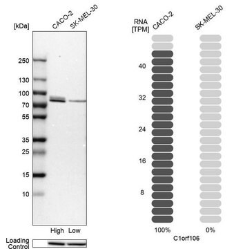 Anti-C1orf106 antibody produced in rabbit Prestige Antibodies&#174; Powered by Atlas Antibodies, affinity isolated antibody, buffered aqueous glycerol solution