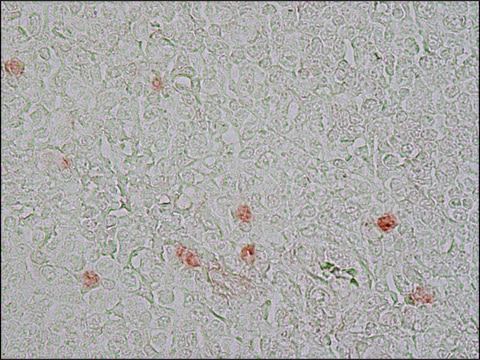 Monoclonal Anti-Proliferating Cell Protein Ki-67 antibody produced in mouse clone PP-67, ascites fluid