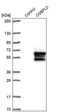 Anti-OSBPL2 antibody produced in rabbit Prestige Antibodies&#174; Powered by Atlas Antibodies, affinity isolated antibody, buffered aqueous glycerol solution