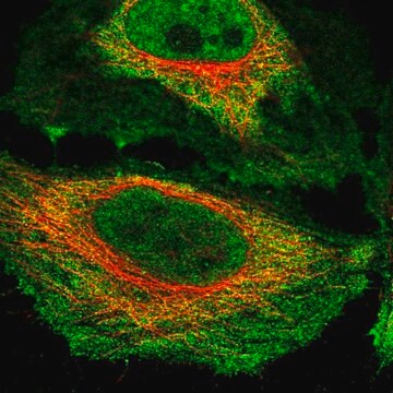 Anti-NKTR antibody produced in rabbit Prestige Antibodies&#174; Powered by Atlas Antibodies, affinity isolated antibody