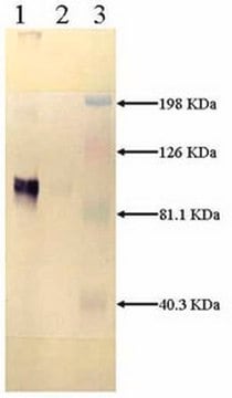 Anti-LRP, Light Chain Mouse mAb (5A6) liquid, clone 5A6, Calbiochem&#174;