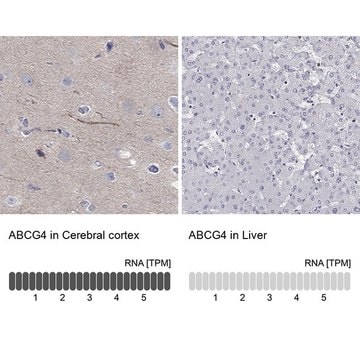 Anti-ABCG4 antibody produced in rabbit Prestige Antibodies&#174; Powered by Atlas Antibodies, affinity isolated antibody, buffered aqueous glycerol solution