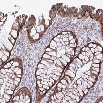 Anti-MRPL53 antibody produced in rabbit Prestige Antibodies&#174; Powered by Atlas Antibodies, affinity isolated antibody, buffered aqueous glycerol solution