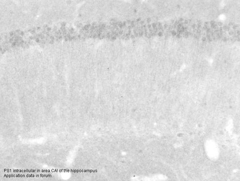 Anti-PSEN1 antibody produced in rabbit affinity isolated antibody