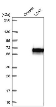 Anti-LCAT antibody produced in rabbit Prestige Antibodies&#174; Powered by Atlas Antibodies, affinity isolated antibody, buffered aqueous glycerol solution