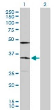 Anti-KDELR2 antibody produced in rabbit purified immunoglobulin, buffered aqueous solution