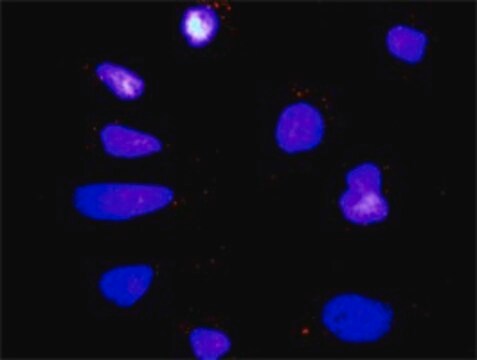 Anti-MAPK12 antibody produced in rabbit purified immunoglobulin, buffered aqueous solution