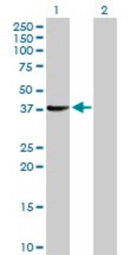 Anti-SUGT1 antibody produced in rabbit purified immunoglobulin, buffered aqueous solution