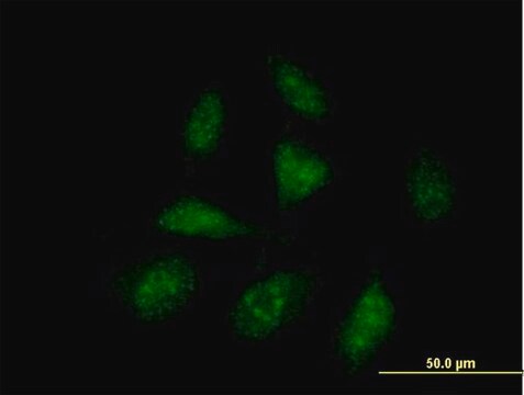 Anti-ISG20L1 antibody produced in mouse IgG fraction of antiserum, buffered aqueous solution