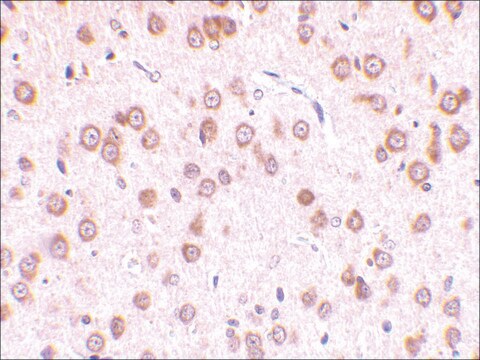 Anti-TLR5 antibody produced in rabbit affinity isolated antibody, buffered aqueous solution