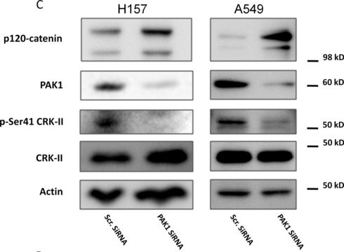 Anti-PAK1 (Ab-212) antibody produced in rabbit affinity isolated antibody