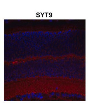 Anti-SYT9 antibody produced in rabbit affinity isolated antibody